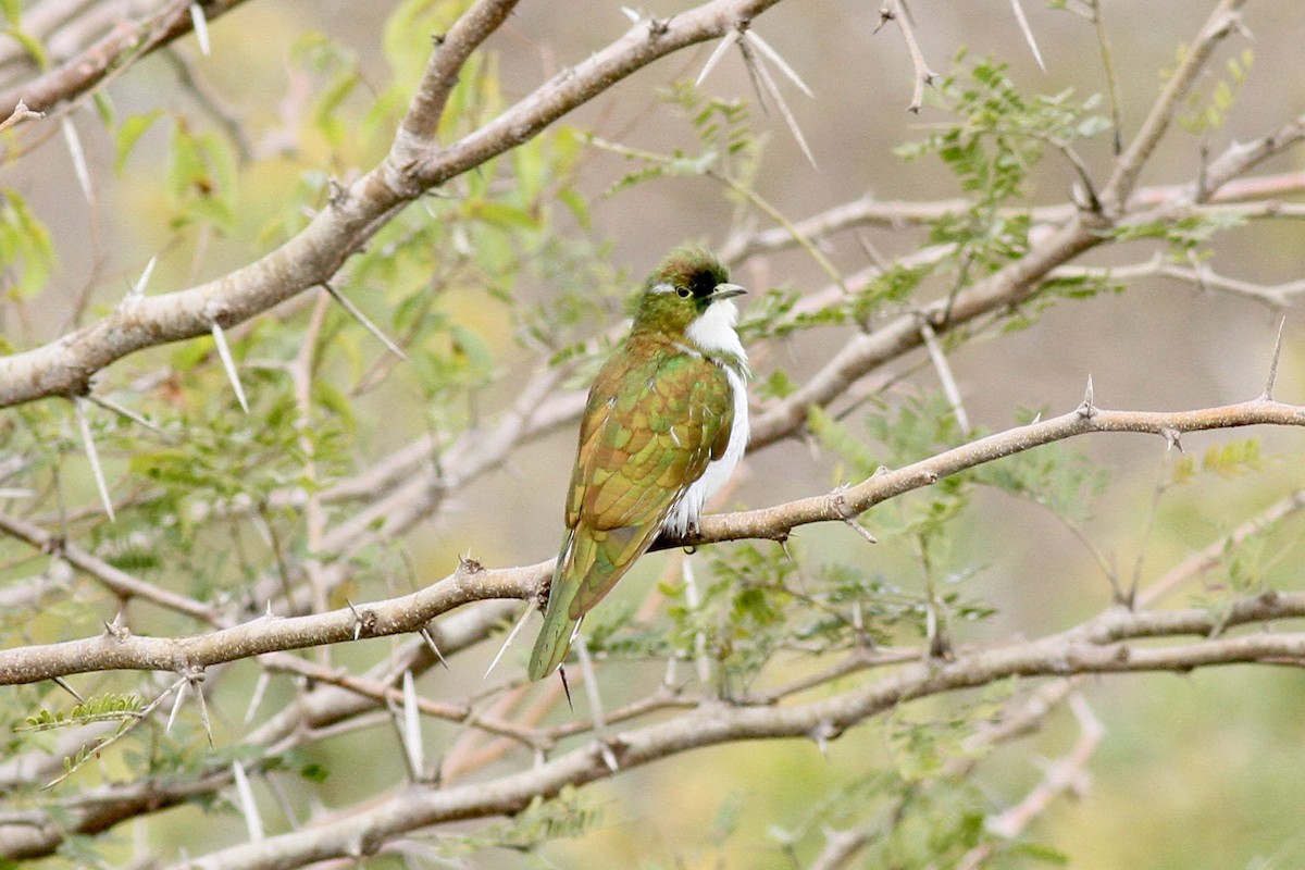 Klaas's Cuckoo - ML622544030