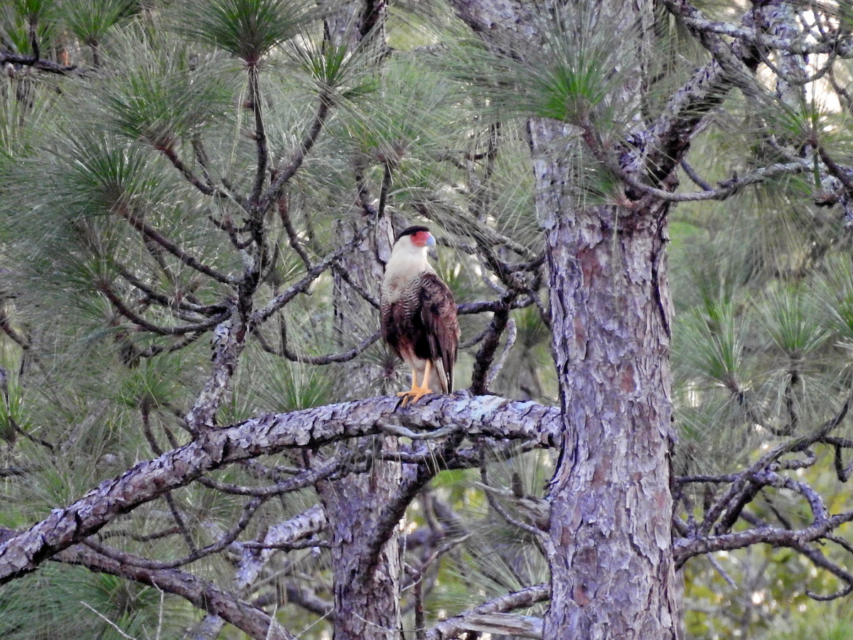 Crested Caracara - ML622544057