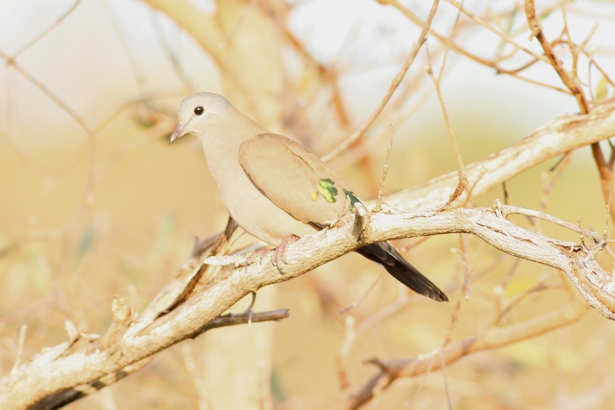 Emerald-spotted Wood-Dove - ML622544071