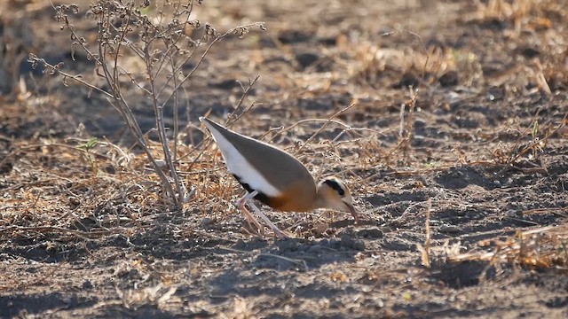 Temminck's Courser - ML622544082