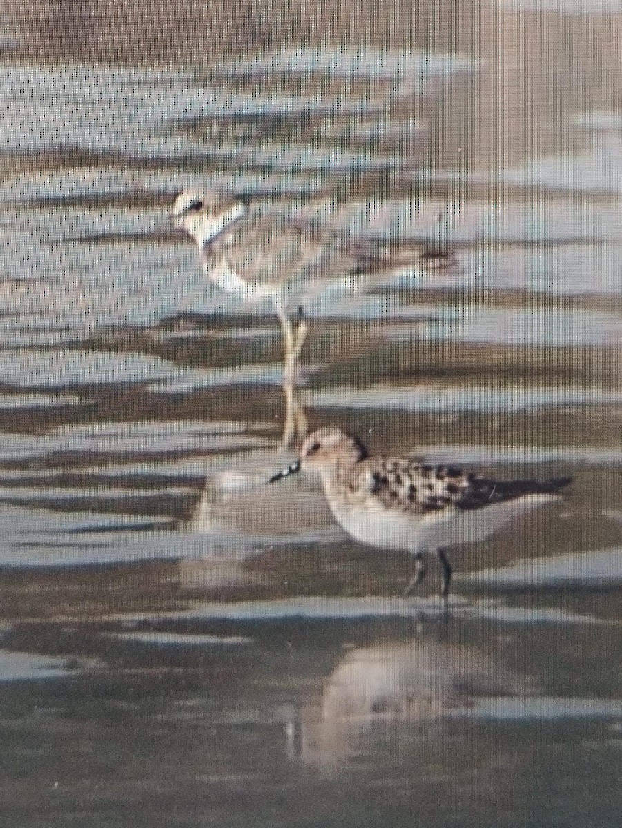 Побережник малий - ML622544084