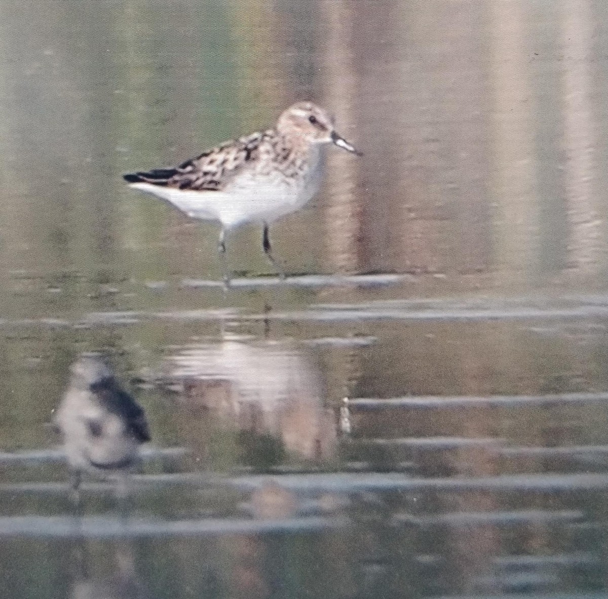 Побережник малий - ML622544085