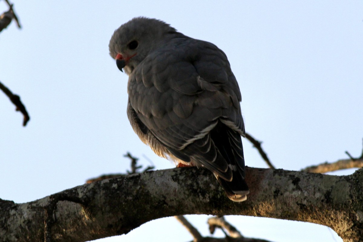 Lizard Buzzard - ML622544101