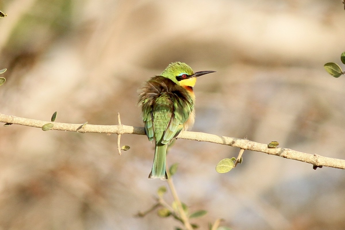 Little Bee-eater - ML622544114