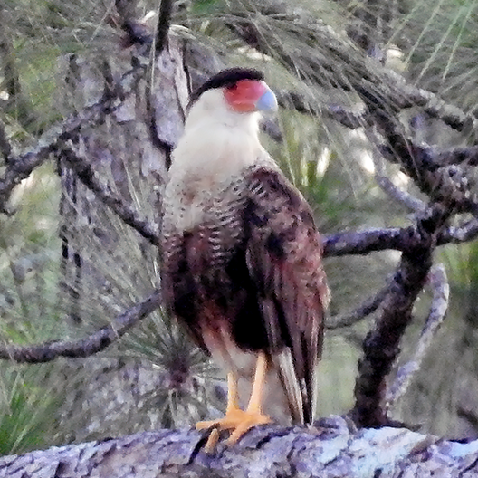 Crested Caracara - ML622544130