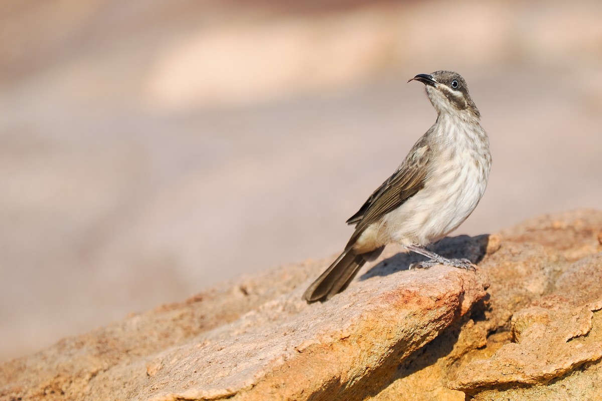 Kimberley Honeyeater - Phil Chaon