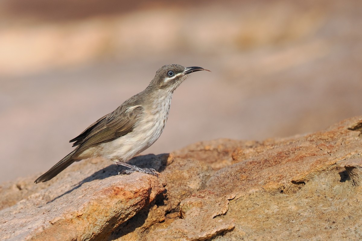 Kimberley Honeyeater - ML622544179