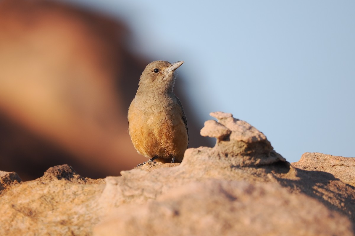 Sandstone Shrikethrush - ML622544185