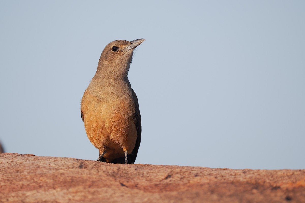 Sandstone Shrikethrush - ML622544186