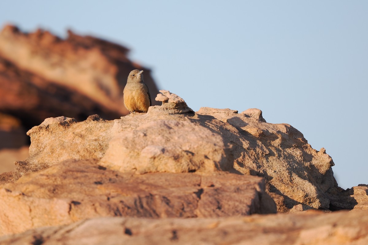 Sandstone Shrikethrush - ML622544187