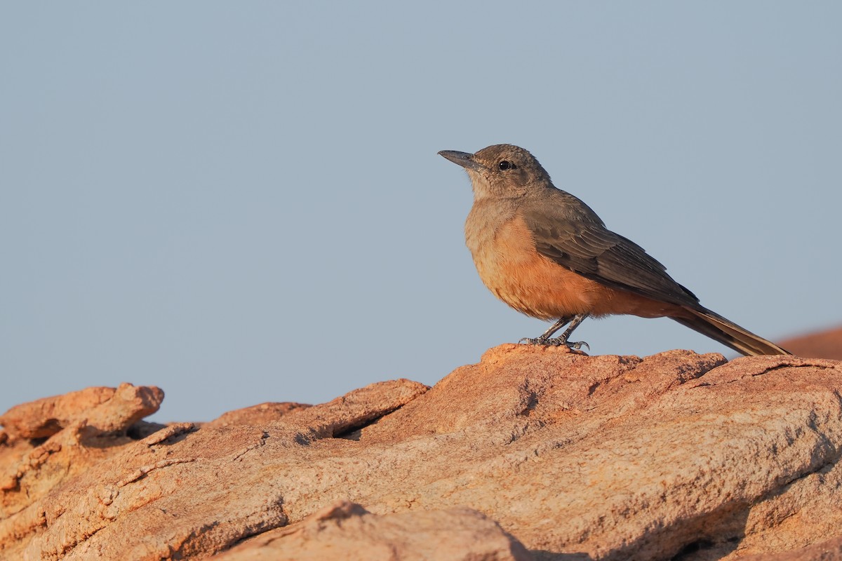 Sandstone Shrikethrush - ML622544188