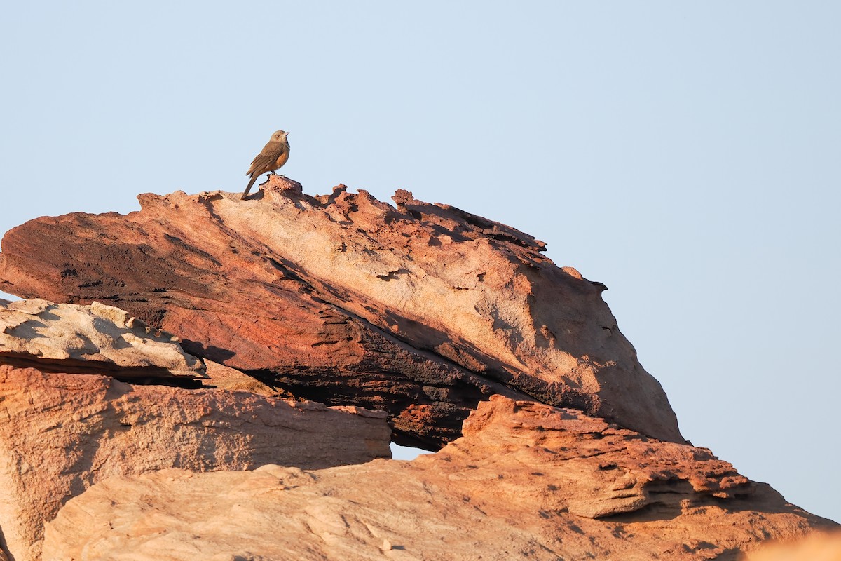 Sandstone Shrikethrush - ML622544189