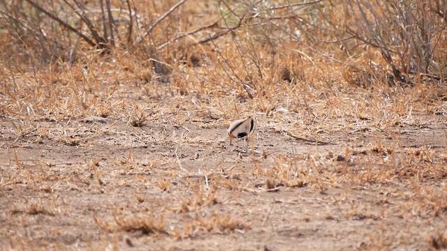 Temminck's Courser - ML622544193