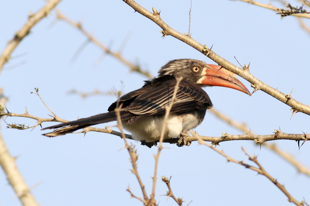 Crowned Hornbill - ML622544196