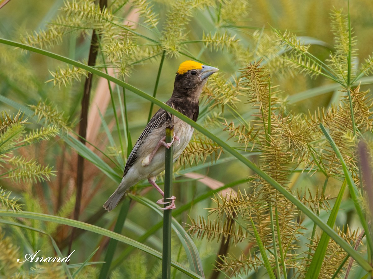 Black-breasted Weaver - ML622544228