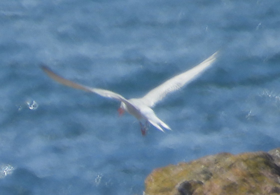 Arctic Tern - ML622544253