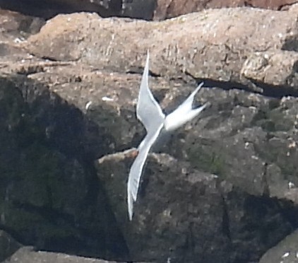 Arctic Tern - ML622544263