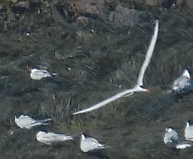 Arctic Tern - ML622544283