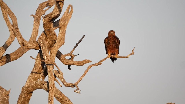 Tawny Eagle - ML622544290