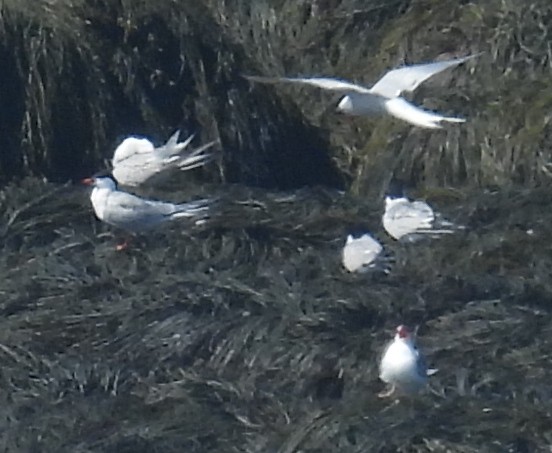 Arctic Tern - ML622544291