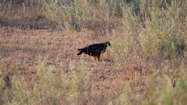 Lappet-faced Vulture - ML622544293