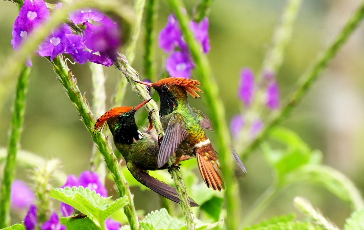 Spangled Coquette - Josep del Hoyo