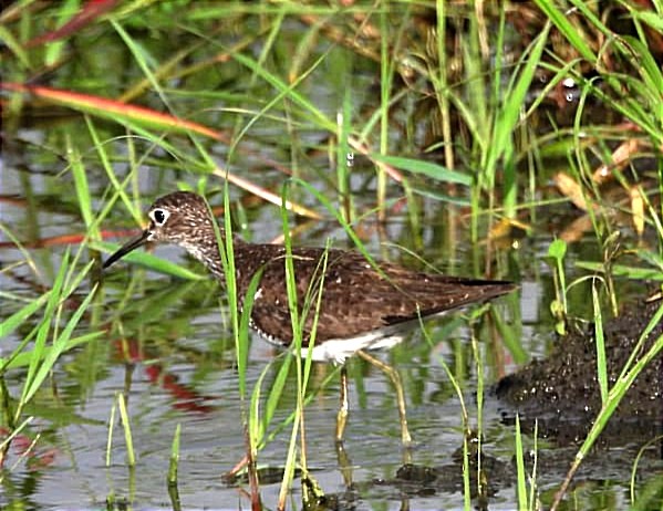 Solitary Sandpiper - ML622544300