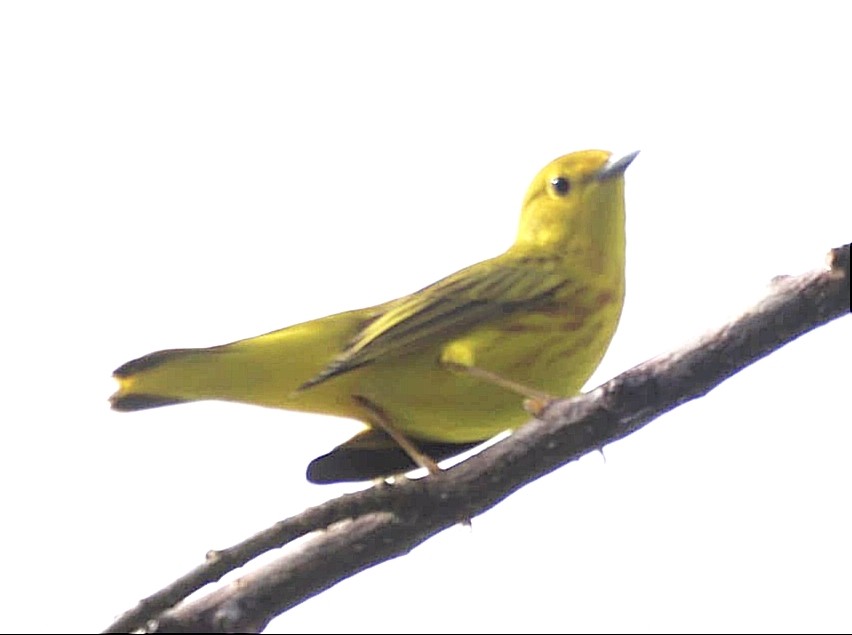 Yellow Warbler - ML622544306