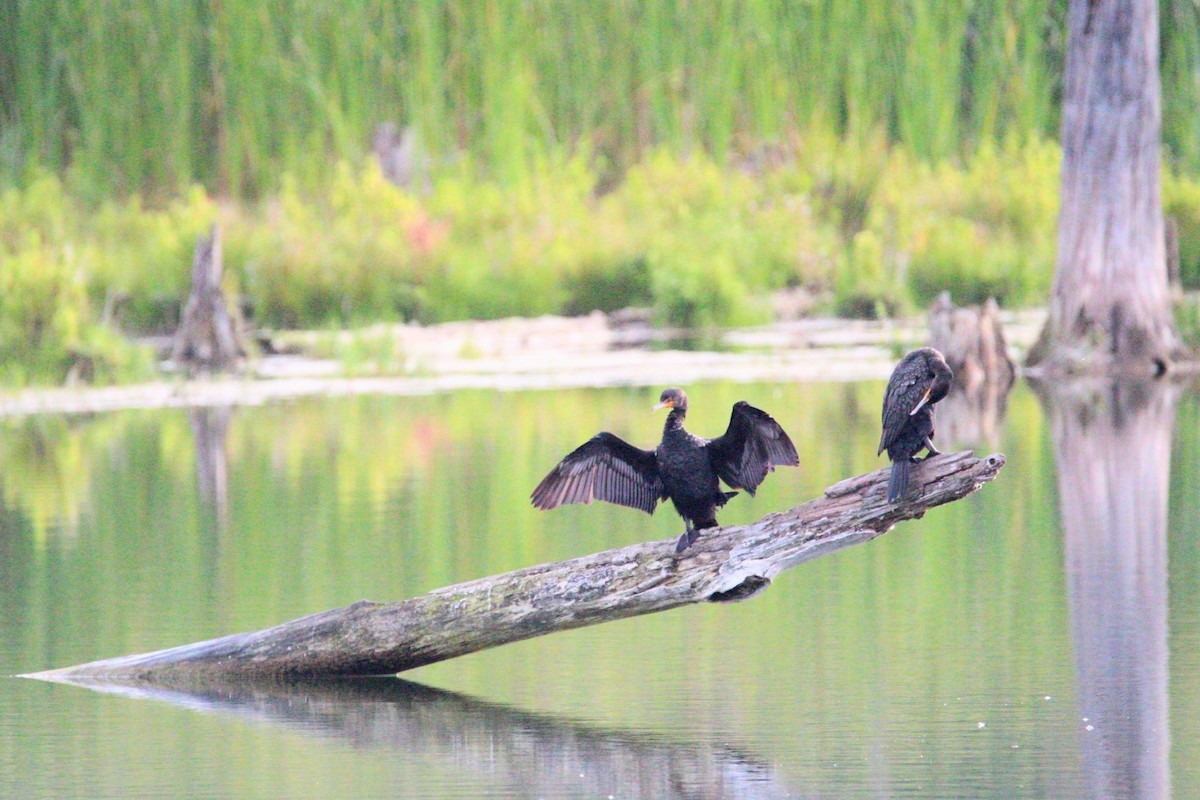 Double-crested Cormorant - ML622544323