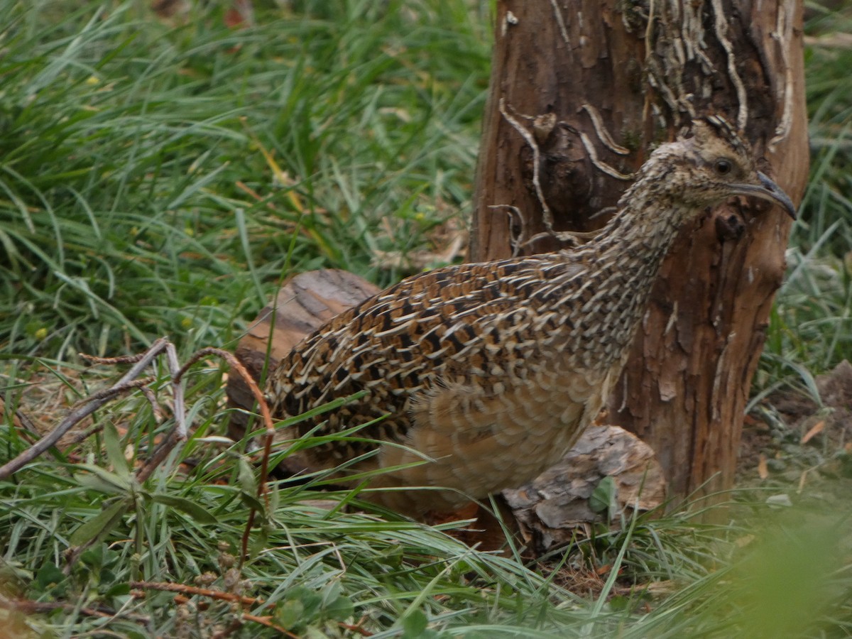 Andean Tinamou - ML622544477