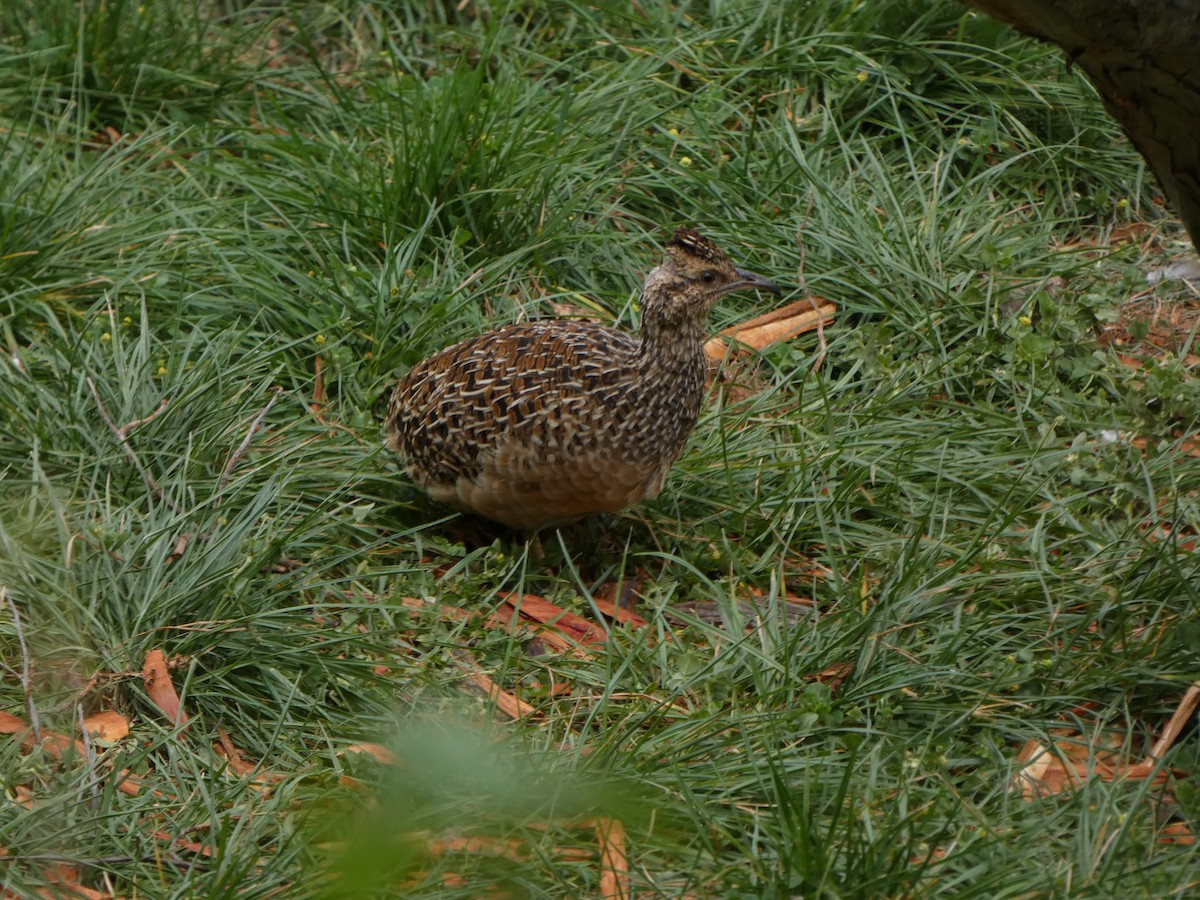 Andean Tinamou - ML622544482