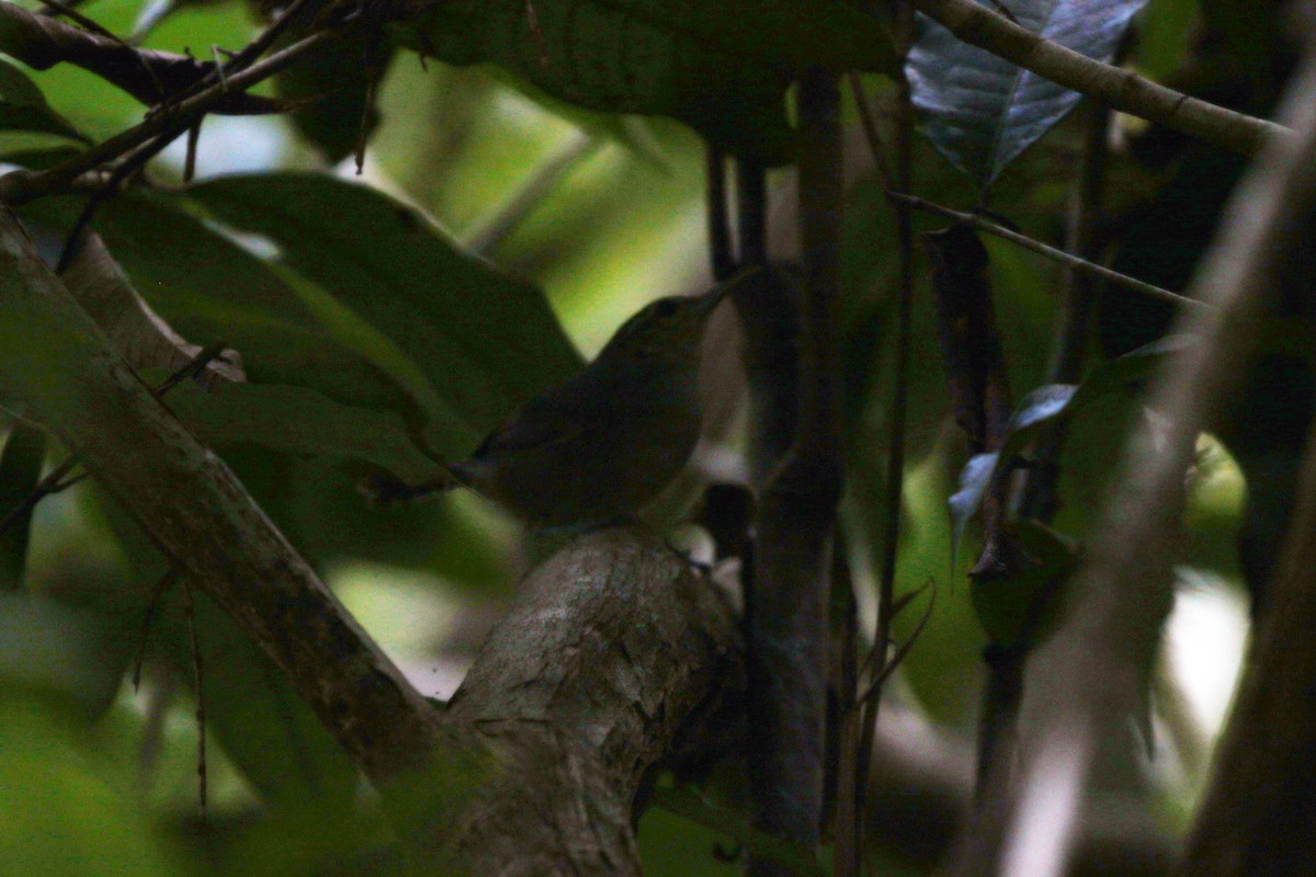 Gray Wren - ML622544695