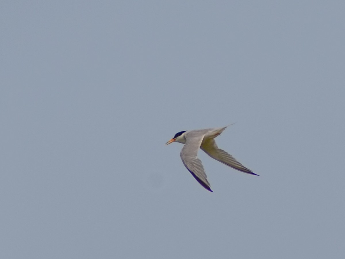 Least Tern - ML622544710