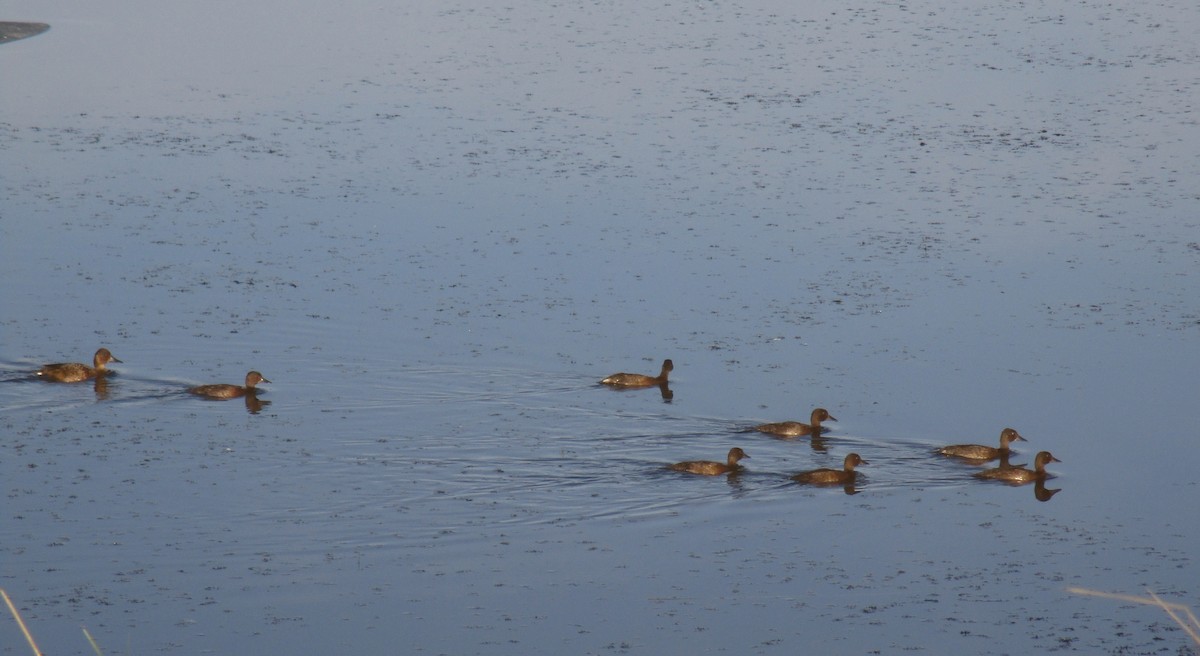 Ferruginous Duck - ML622544798