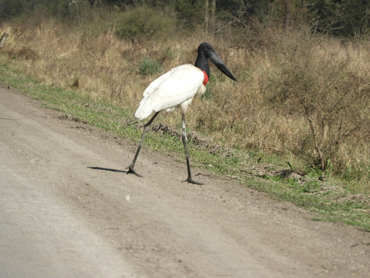 Jabiru - ML622544831