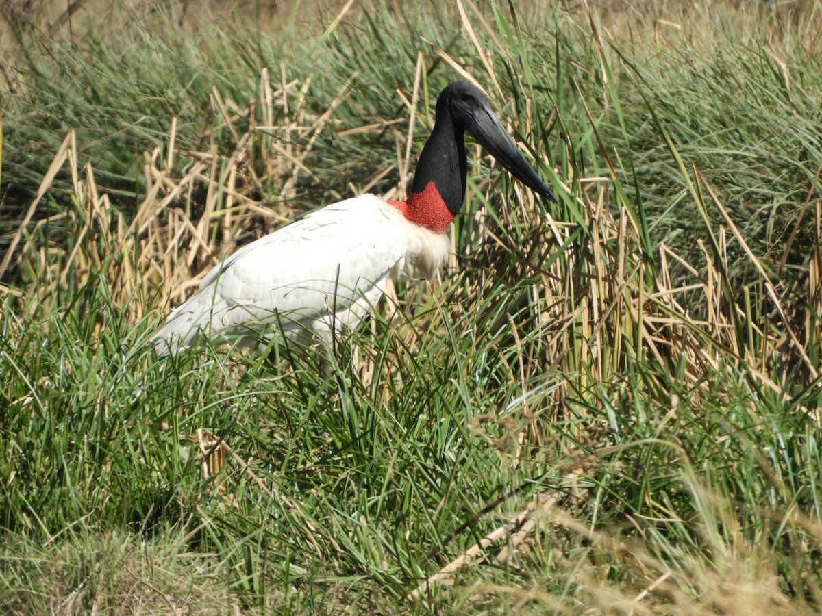 Jabiru - ML622544832