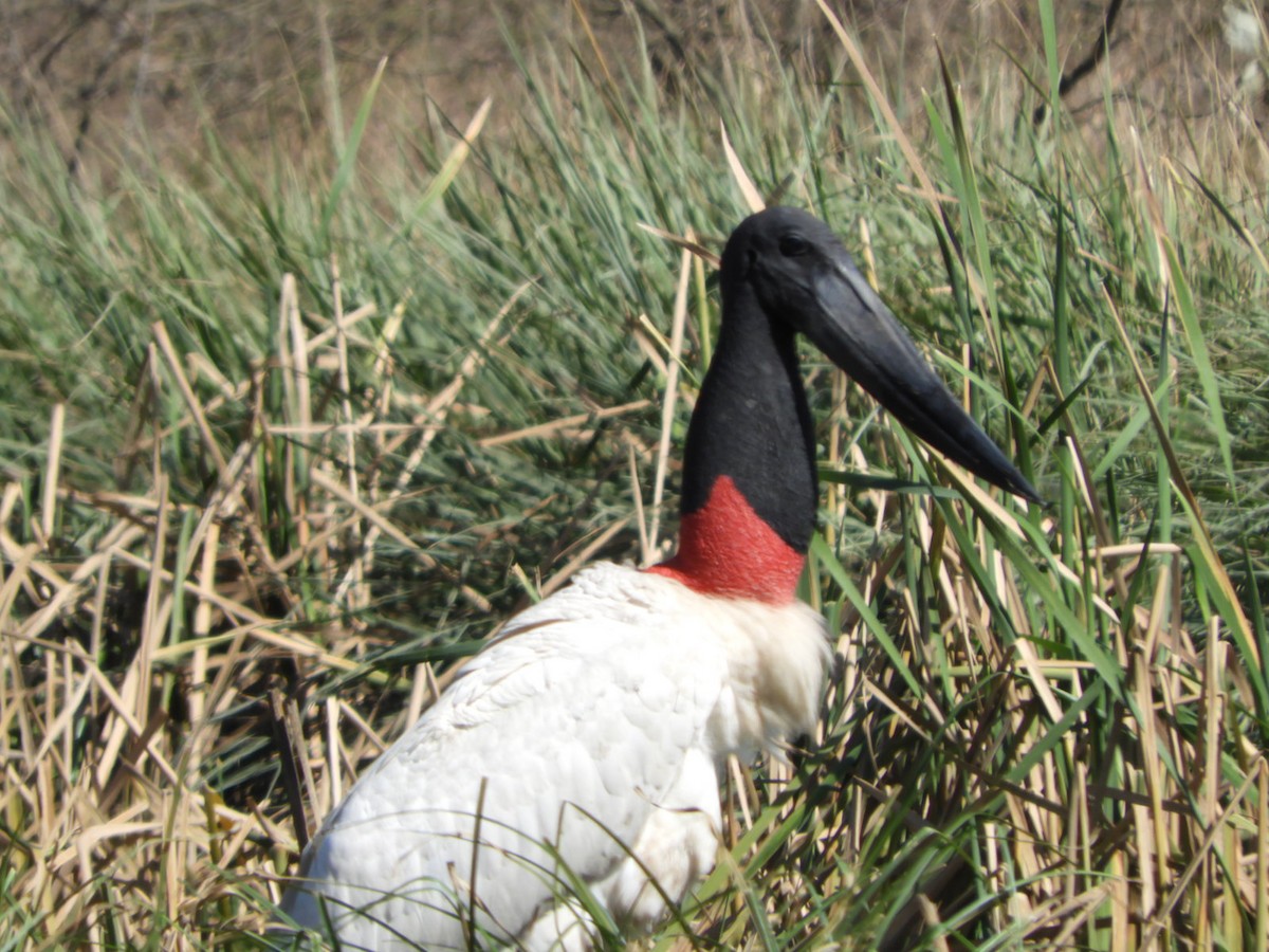 Jabiru - ML622544833