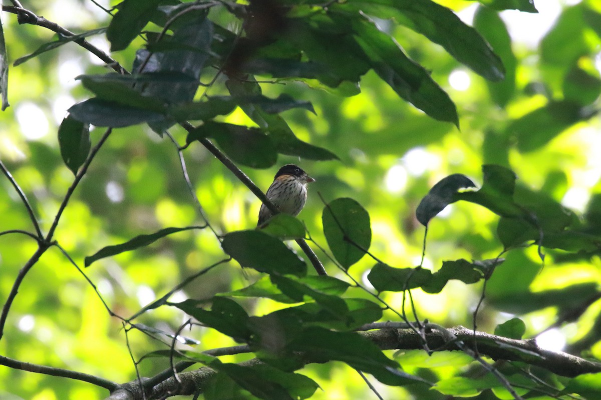 Rufous-sided Broadbill - ML622544895