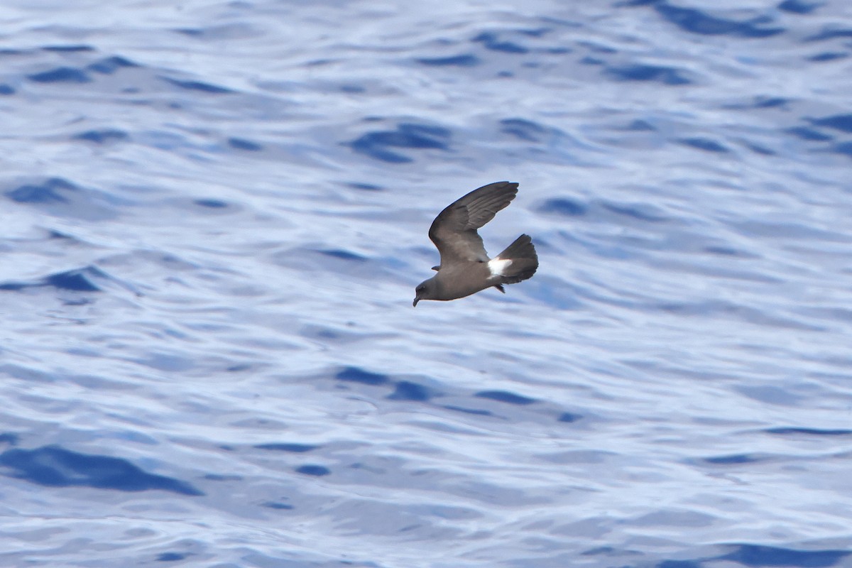 Cape Verde Storm-Petrel - ML622544897