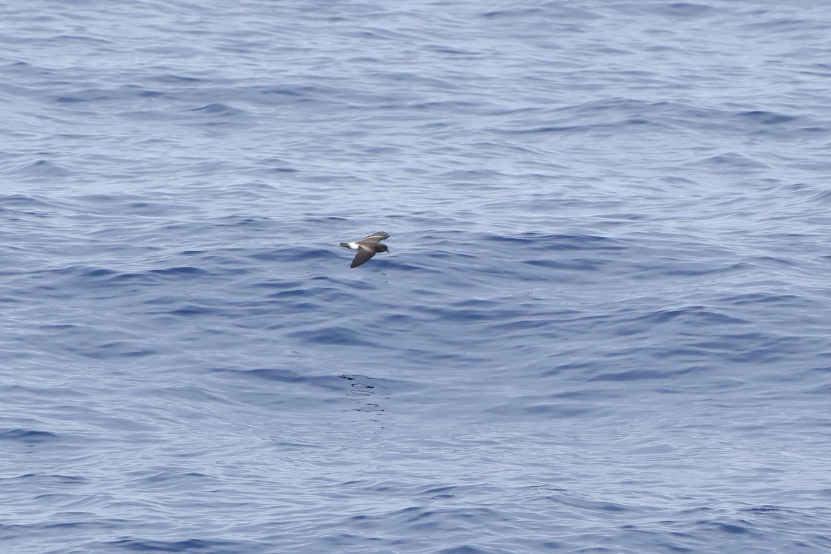Cape Verde Storm-Petrel - ML622544898