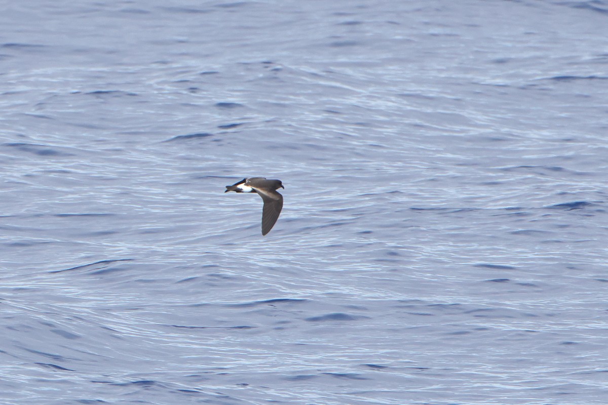 Cape Verde Storm-Petrel - ML622544900