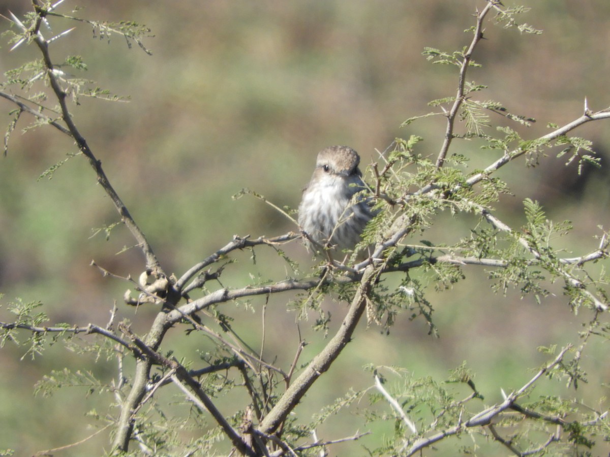 Vermilion Flycatcher - ML622544902