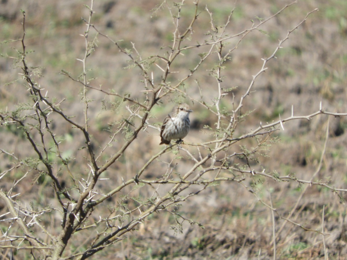 Vermilion Flycatcher - ML622544903