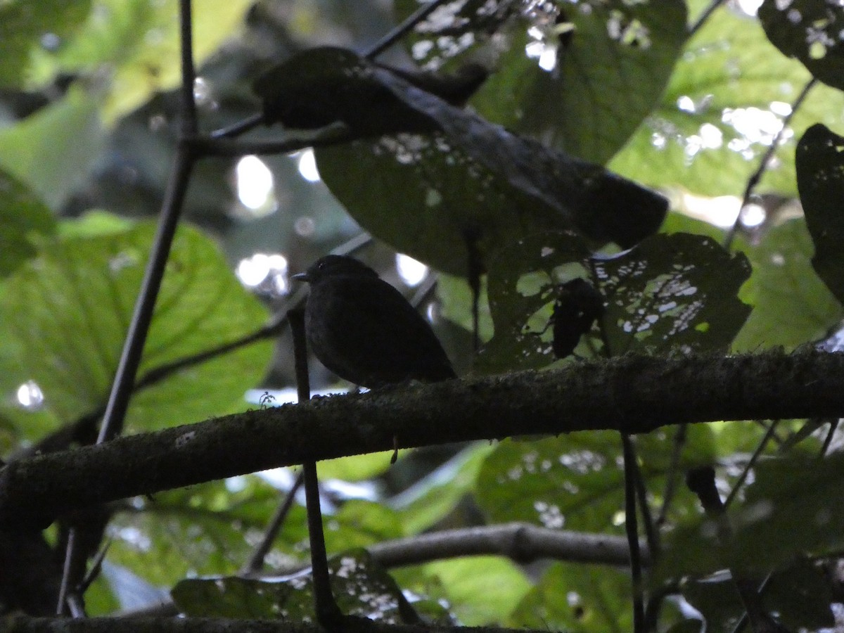 Slaty Gnateater - ML622544962