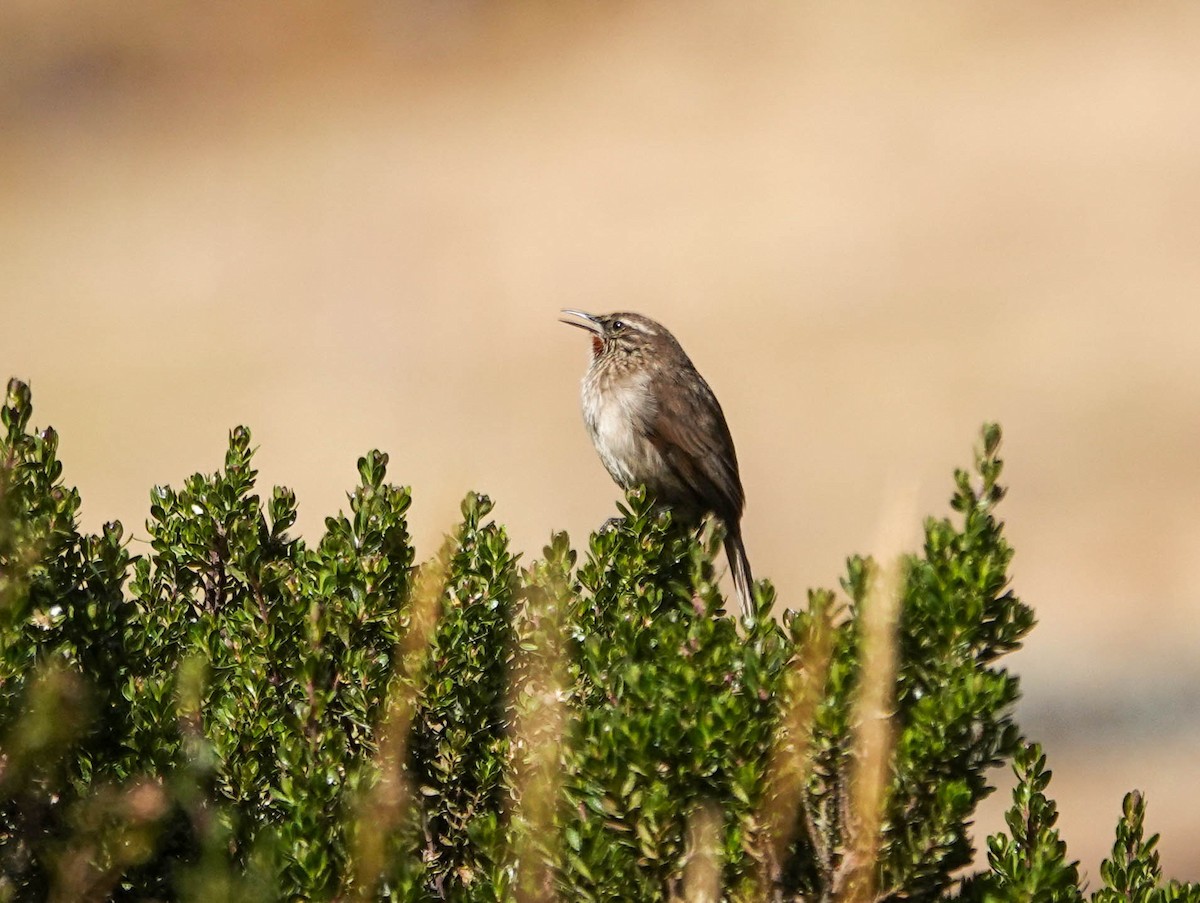 Streak-throated Canastero - ML622544981