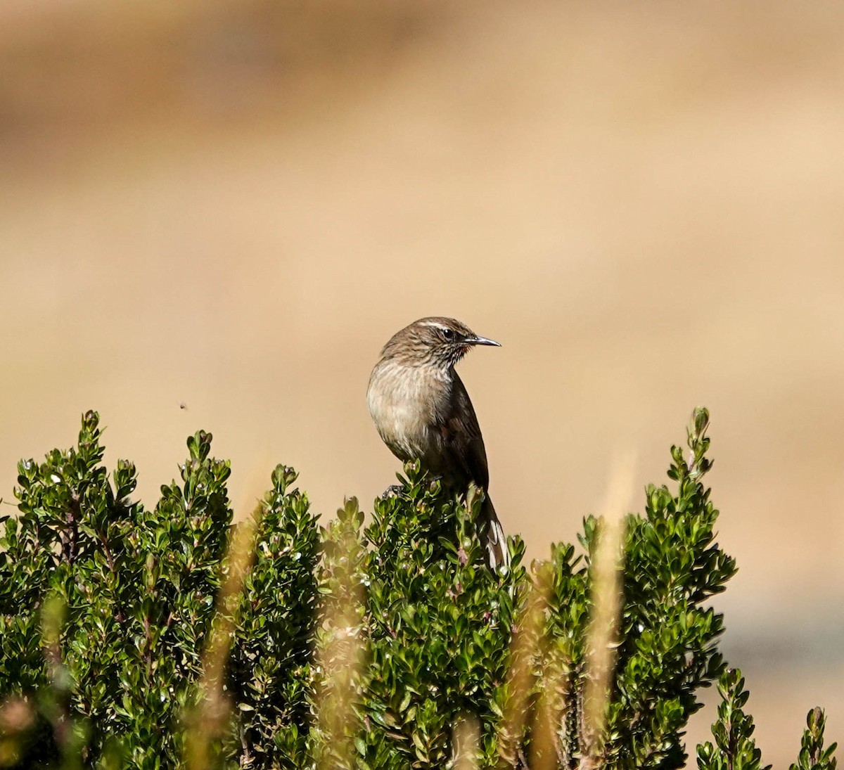 Streak-throated Canastero - ML622544982