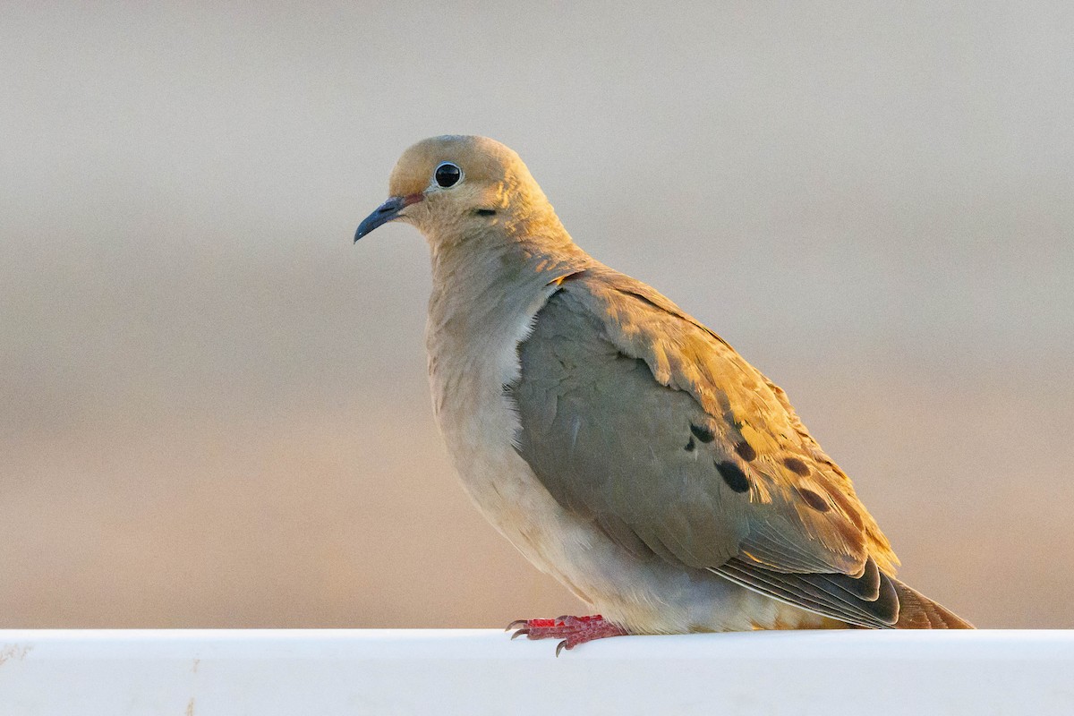 Mourning Dove - ML622545029