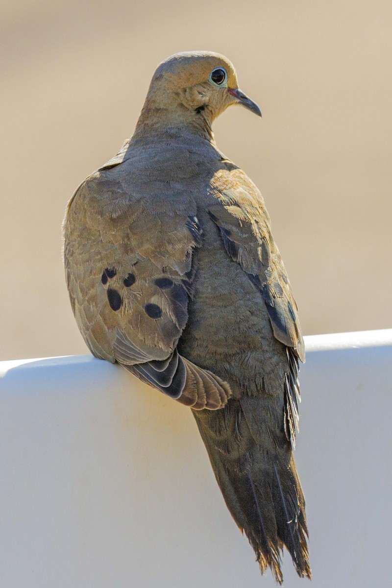 Mourning Dove - ML622545030