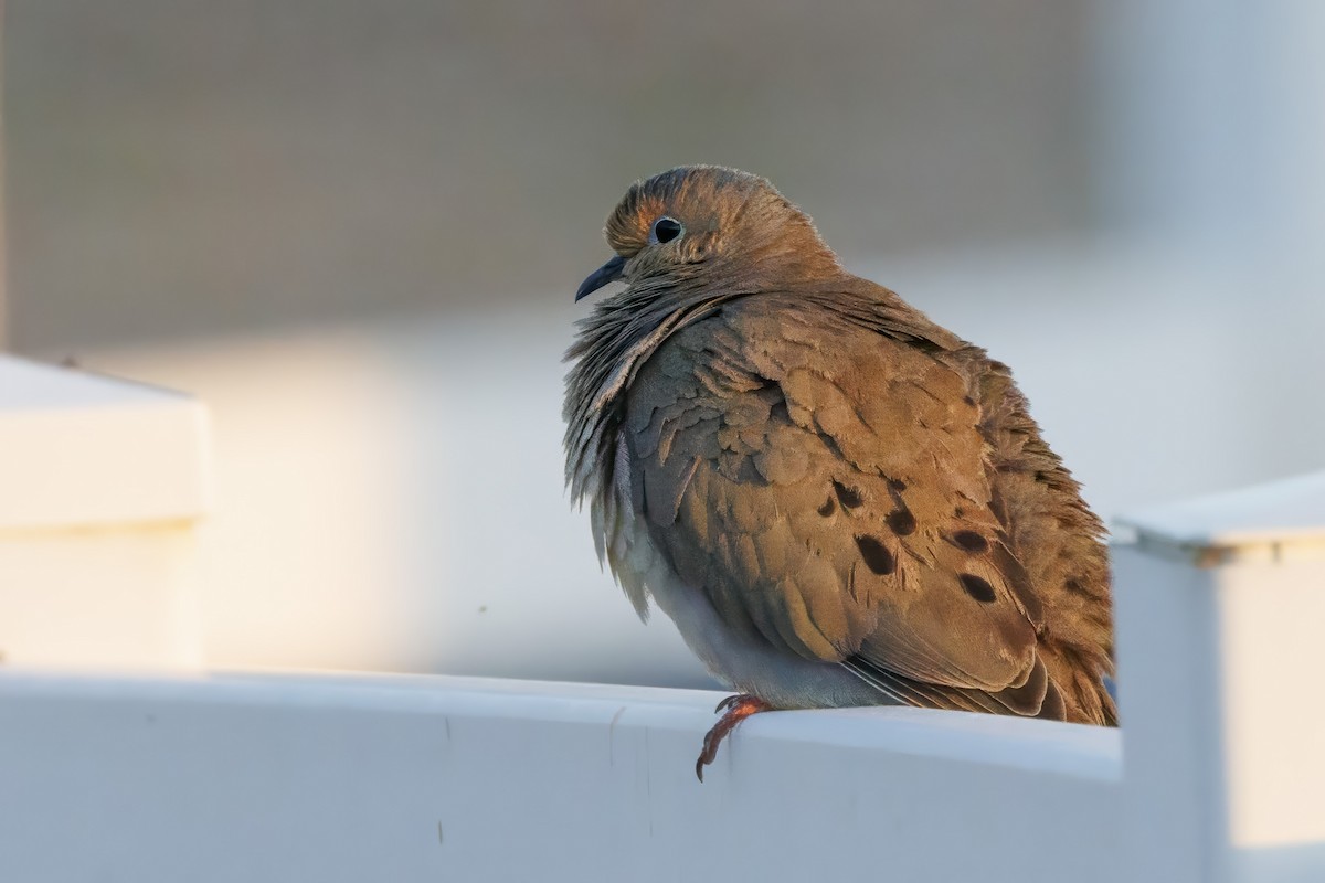 Mourning Dove - ML622545031