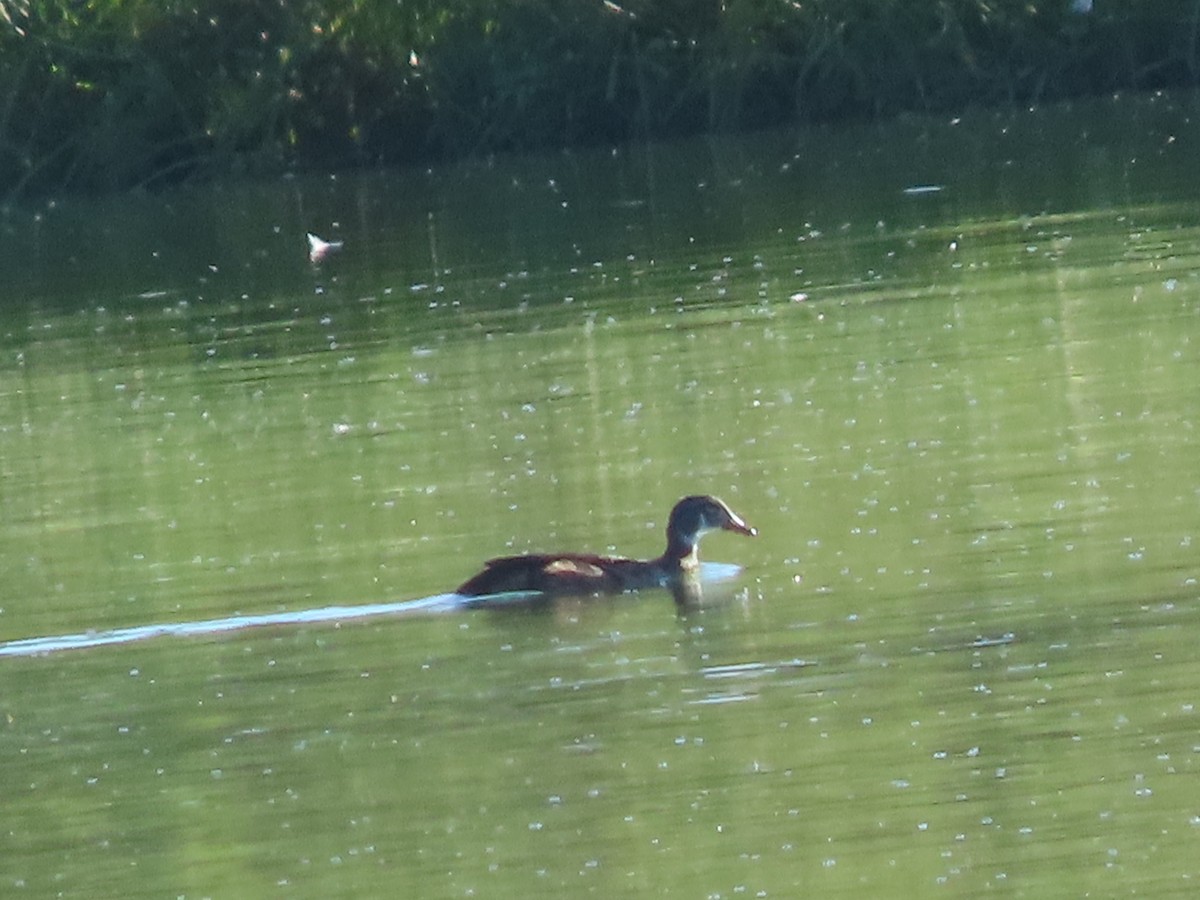 Wood Duck - ML622545032